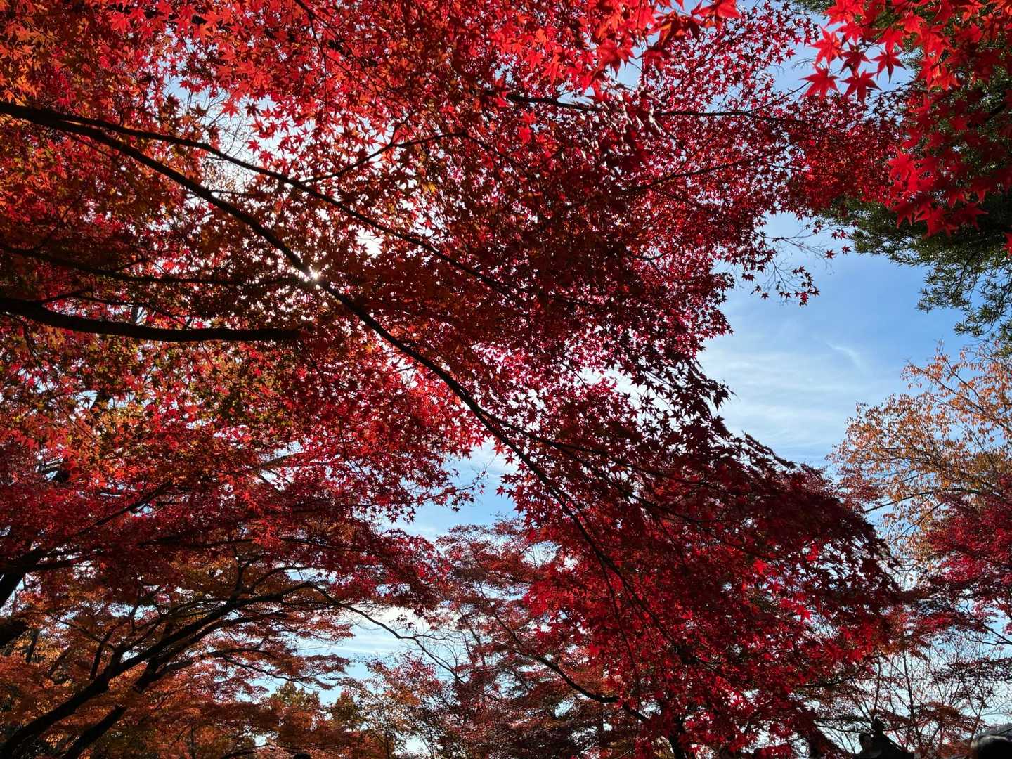 寂光院-継鹿尾山-石原登山口-鳩吹山-鳩吹山遊歩道カタクリ 縦走コースの写真