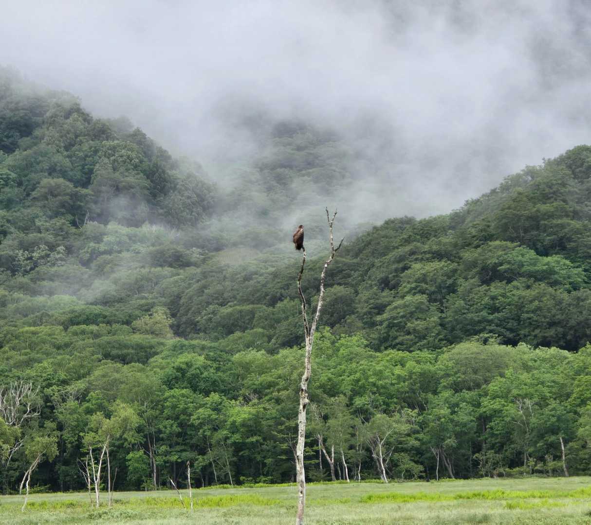 鳩待峠 周回コースの写真