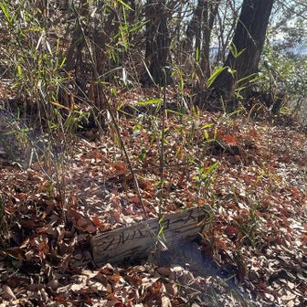 T氏にシルバーコース勧めたけど🤣、