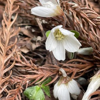 これが見たかったので満足