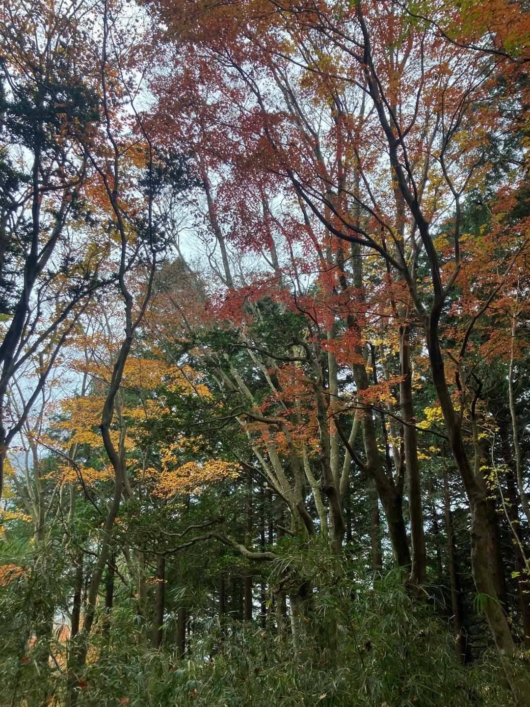 まだ紅葉がありました😊