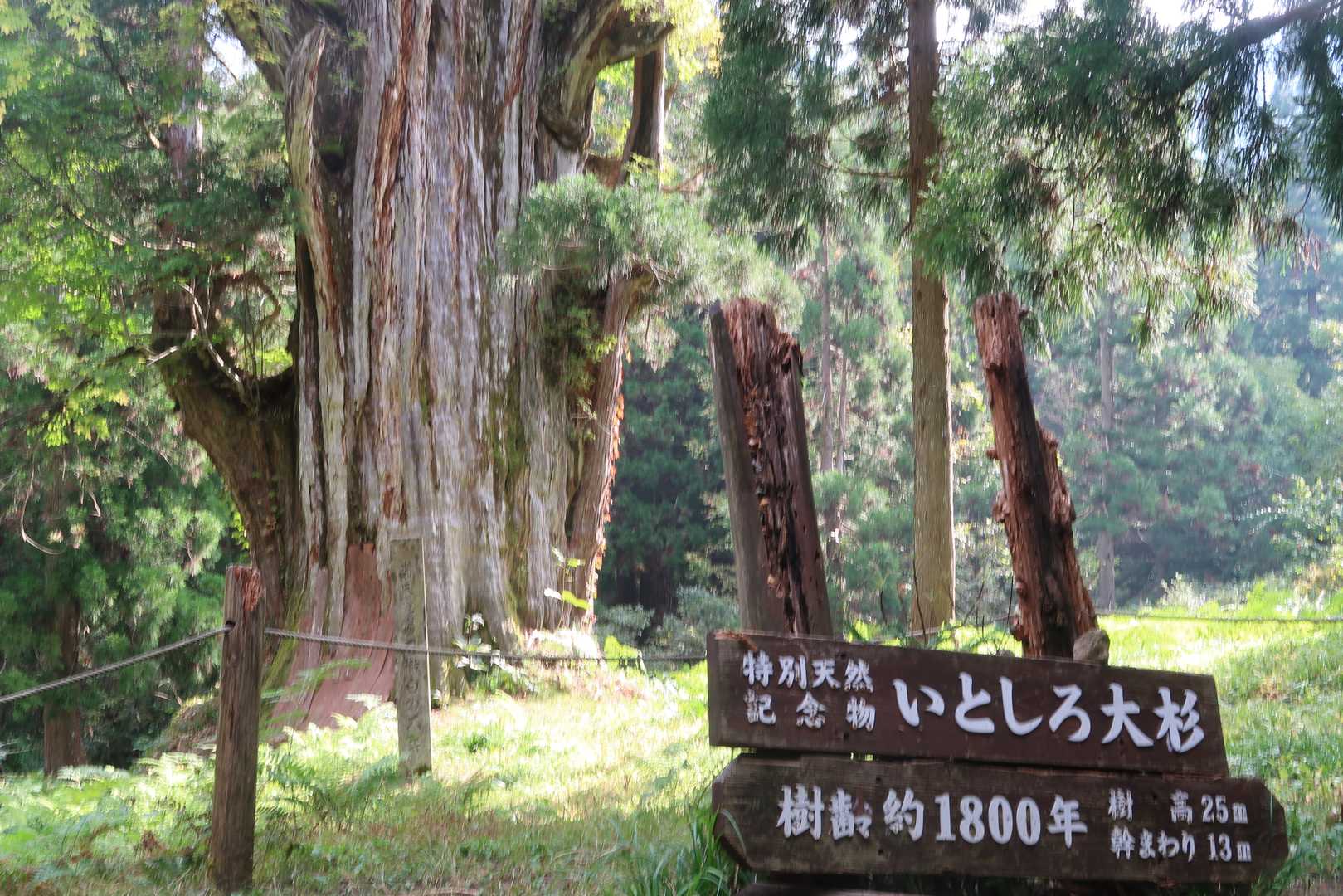 樹齢1600年