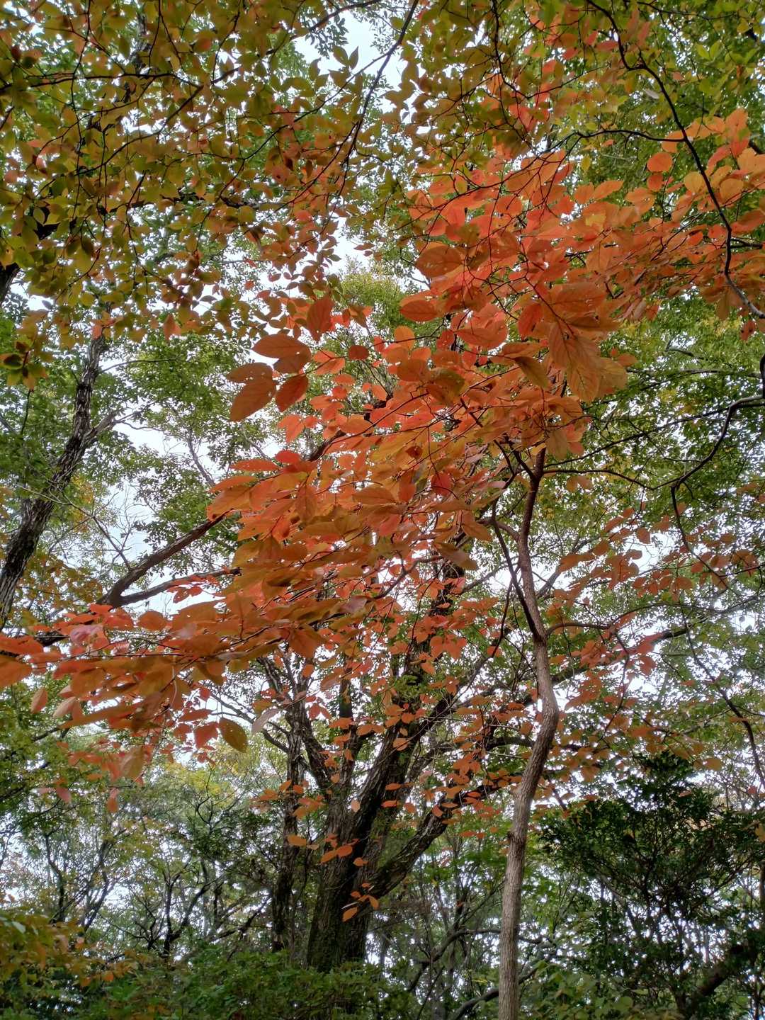 大龍寺-祐泉寺-二上山-岩屋峠 往復コースの写真