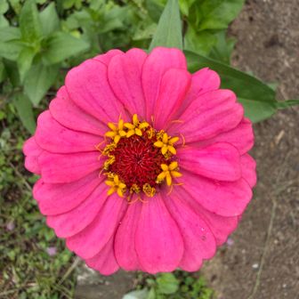 花の中に花があるみたいで可愛い🩷💛