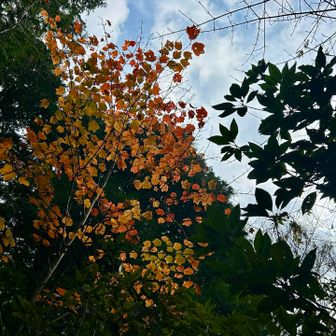 本峰直前に
アクセントが( ´艸｀)ｳﾂｸｼ