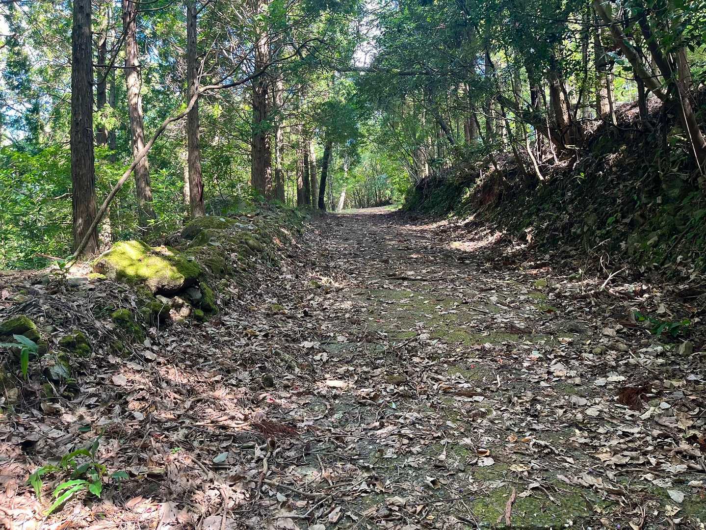 林道は歩きやすいです🚶‍♀️
