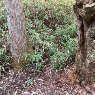 新穂高への正しい入り口はこれでした。　うっすら踏み跡ありますね。　初見では見落としてしまうと思います。　2本の木の間です。　