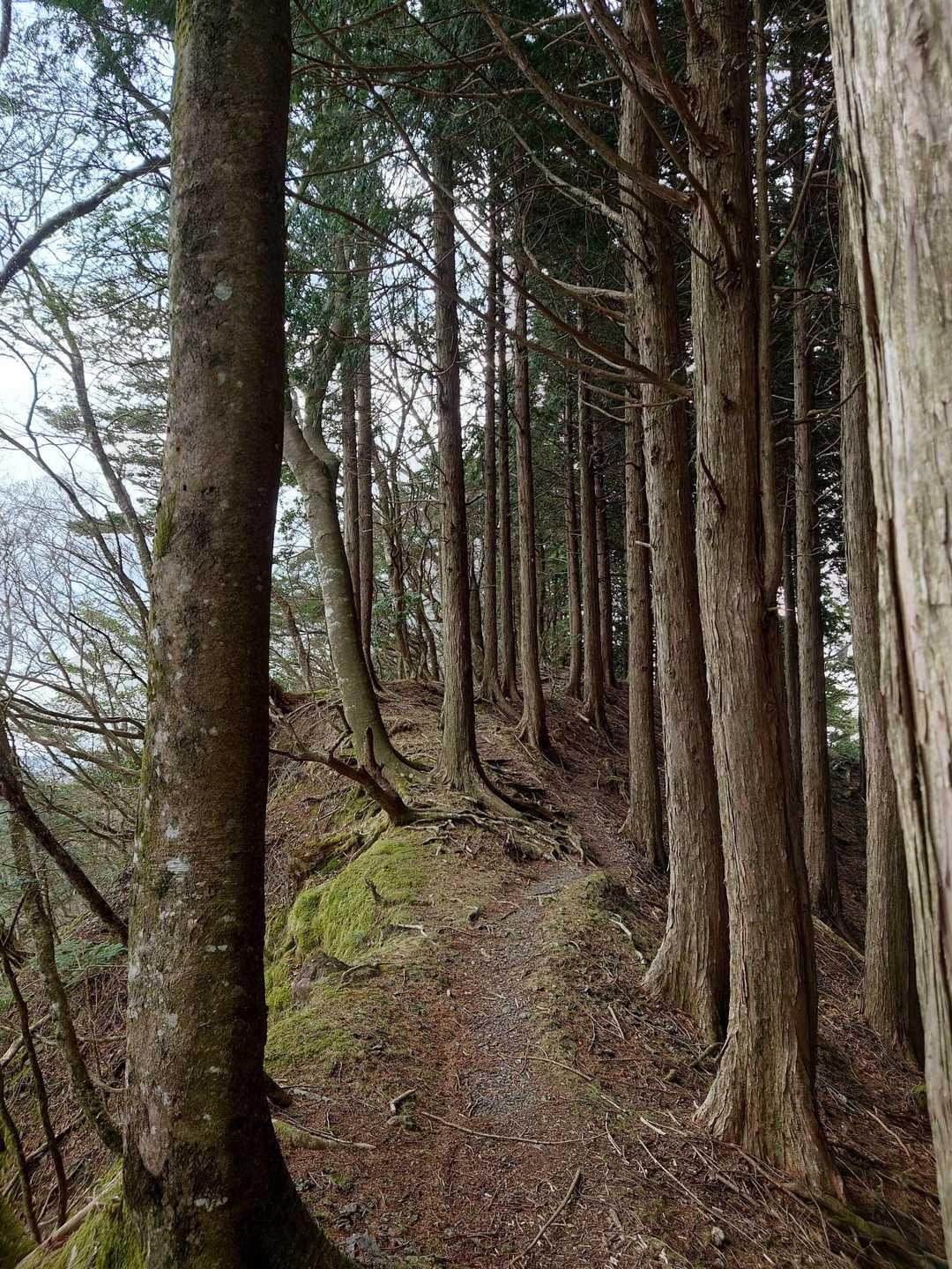 下山は曇りぎみで山中は薄暗い💦