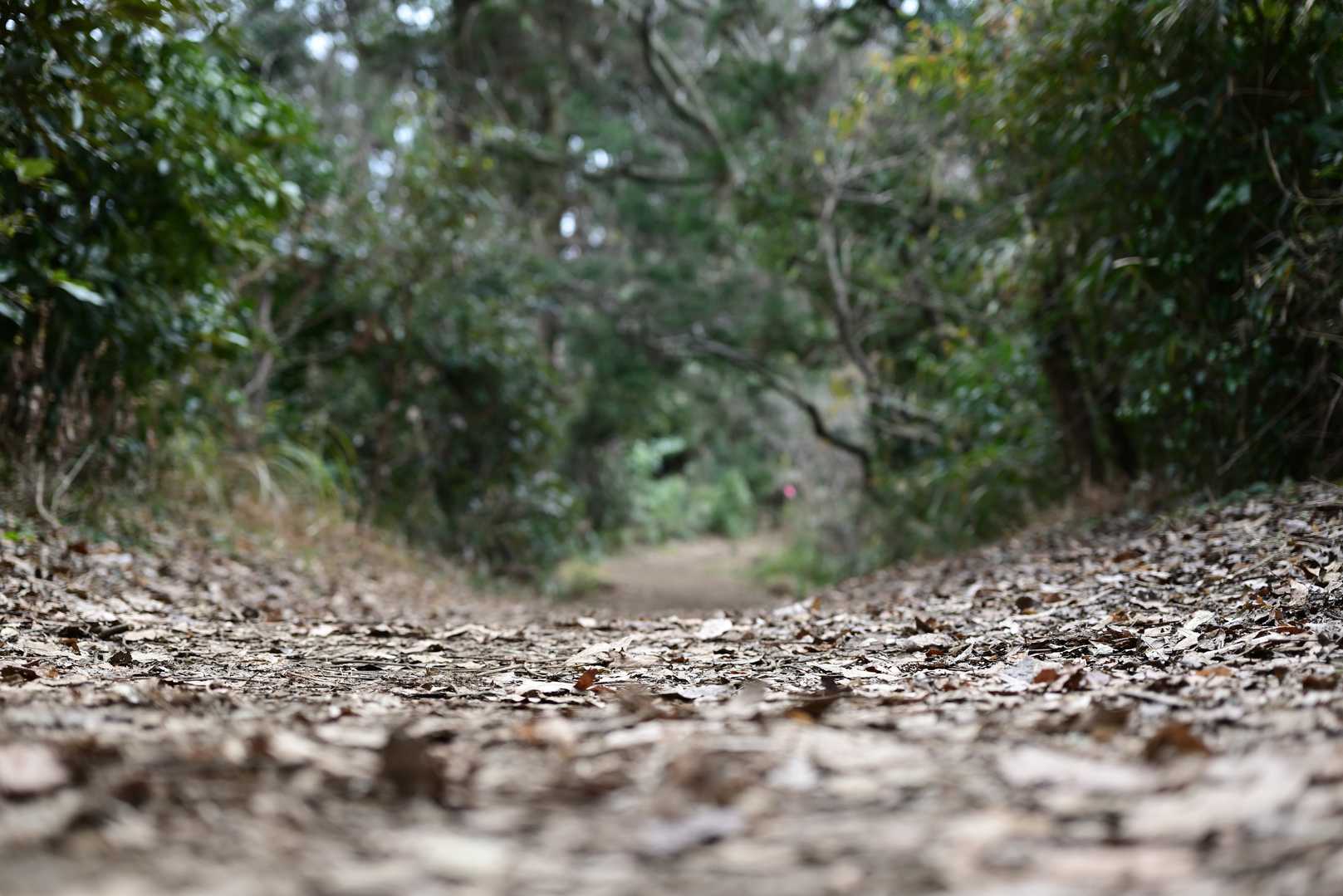 大丸山 往復コースの写真