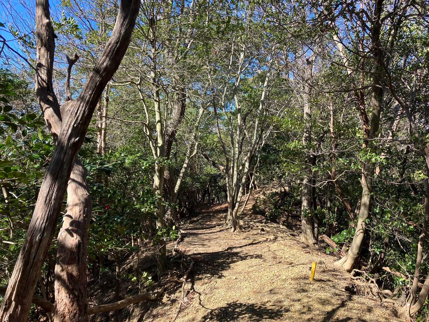 飯盛山-桜番所-草履屋 周回コースの写真