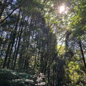 大外回りへの分岐点。YAMAPから写真を撮るよう指令がきた。
