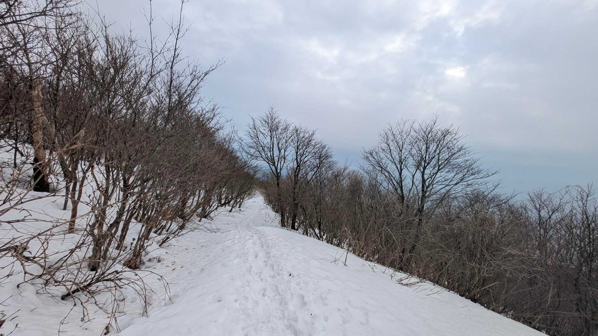 弥彦山 往復コースの写真