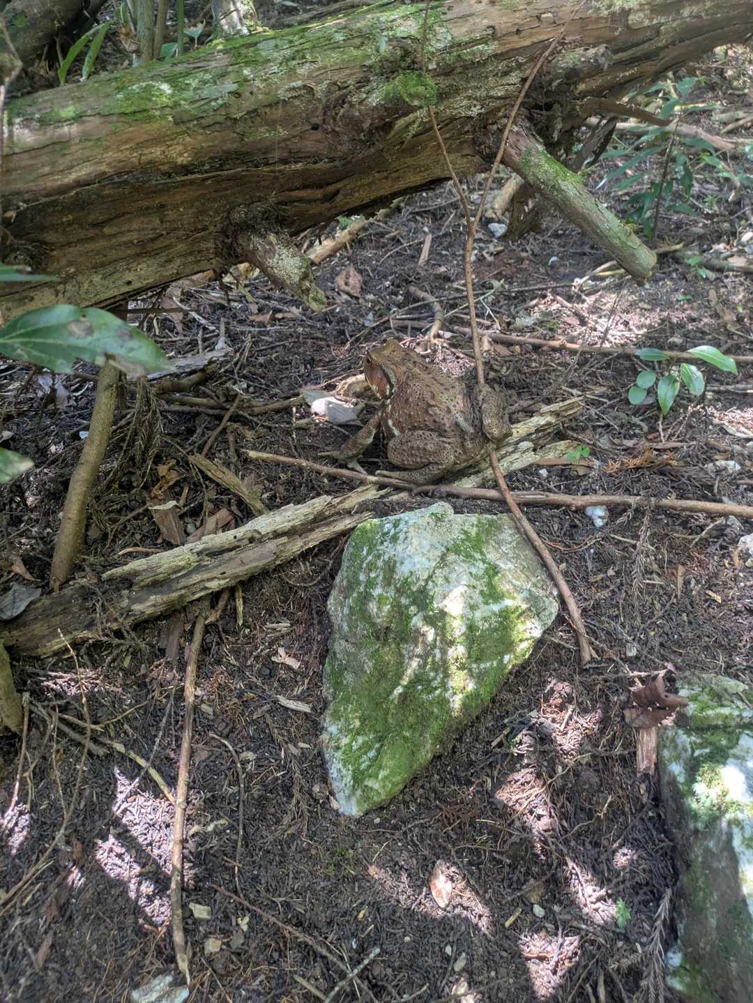 ニホンヒキガエル
15センチくらい🐸
