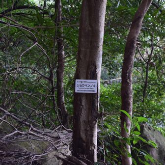 何でこんな名前を付けた？