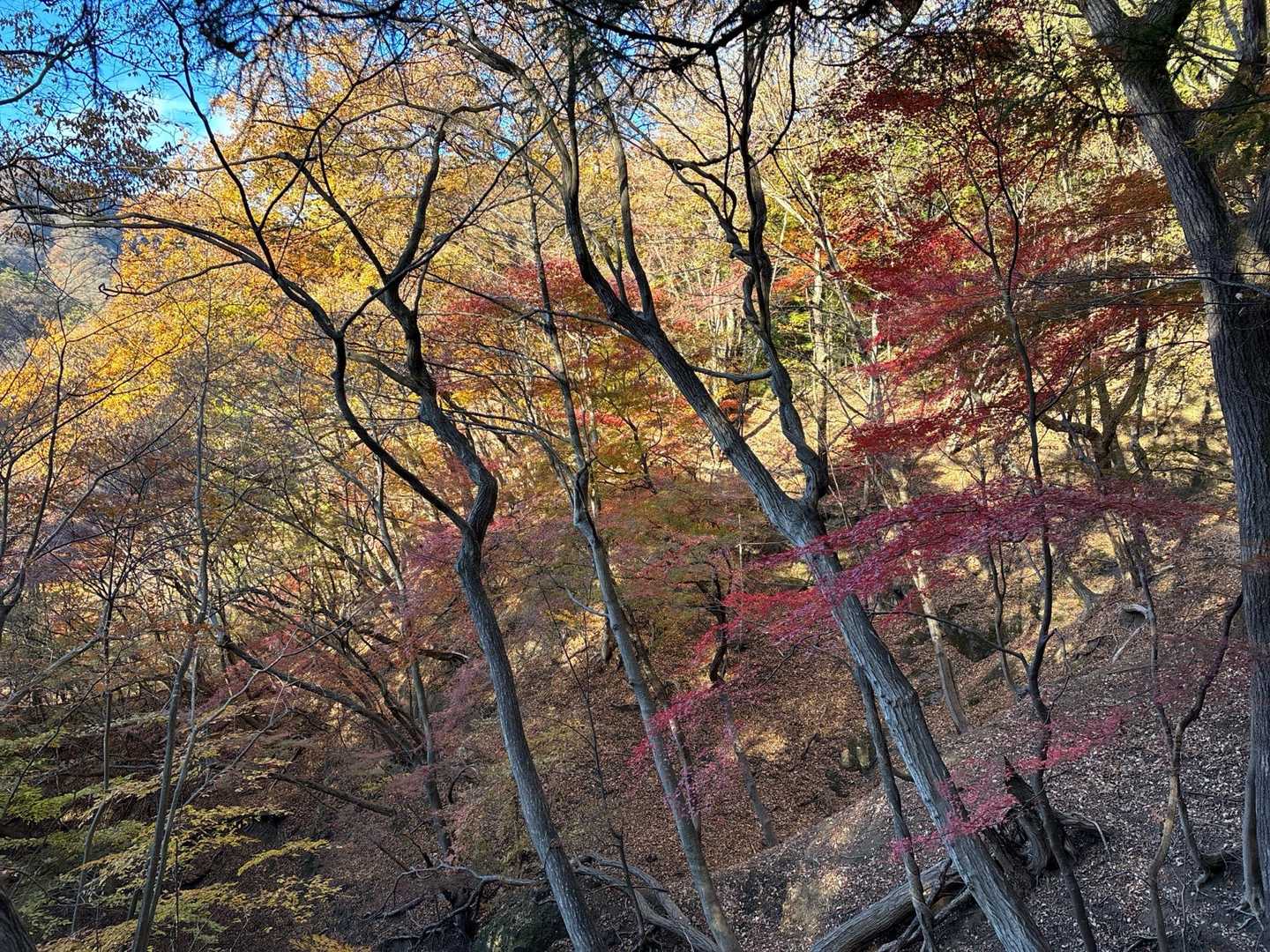 谷急山 周回コースの写真
