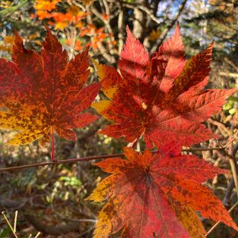 🍁