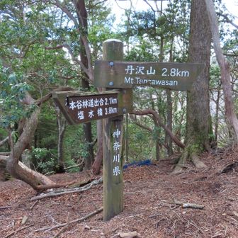 モチゴヤノ頭に到着
山名版は見あたらず。