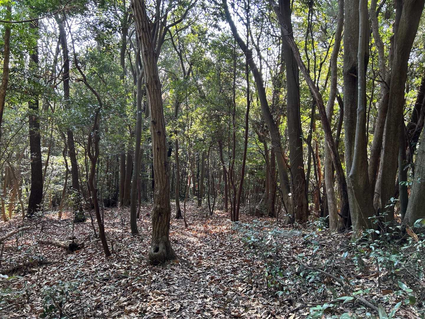 こんなかんじの森林浴🌳
夏は虫が多そう🦟🐝