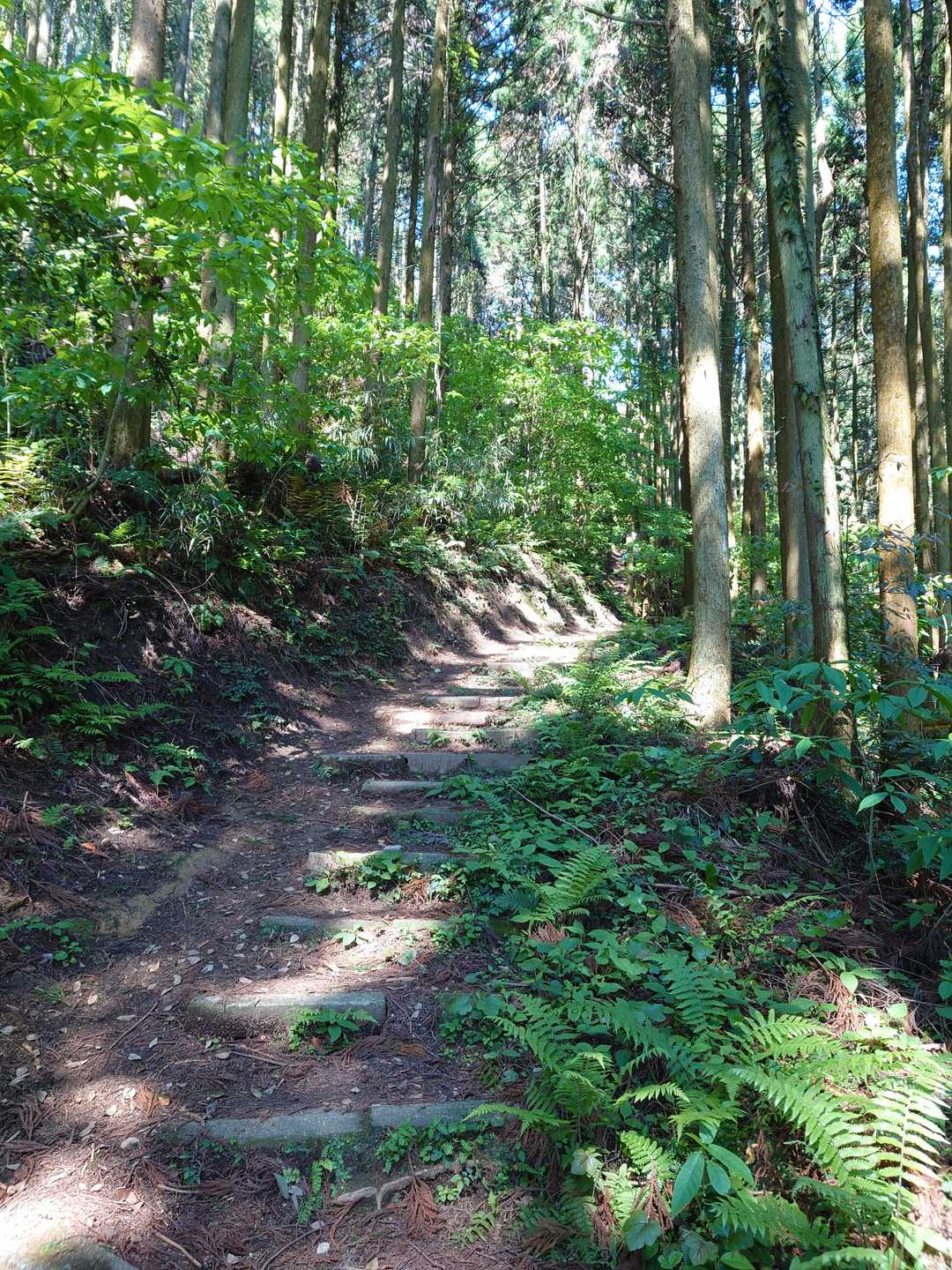 いい感じの登山道