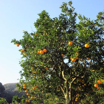 大島🍊ビタミン補給も必要ね