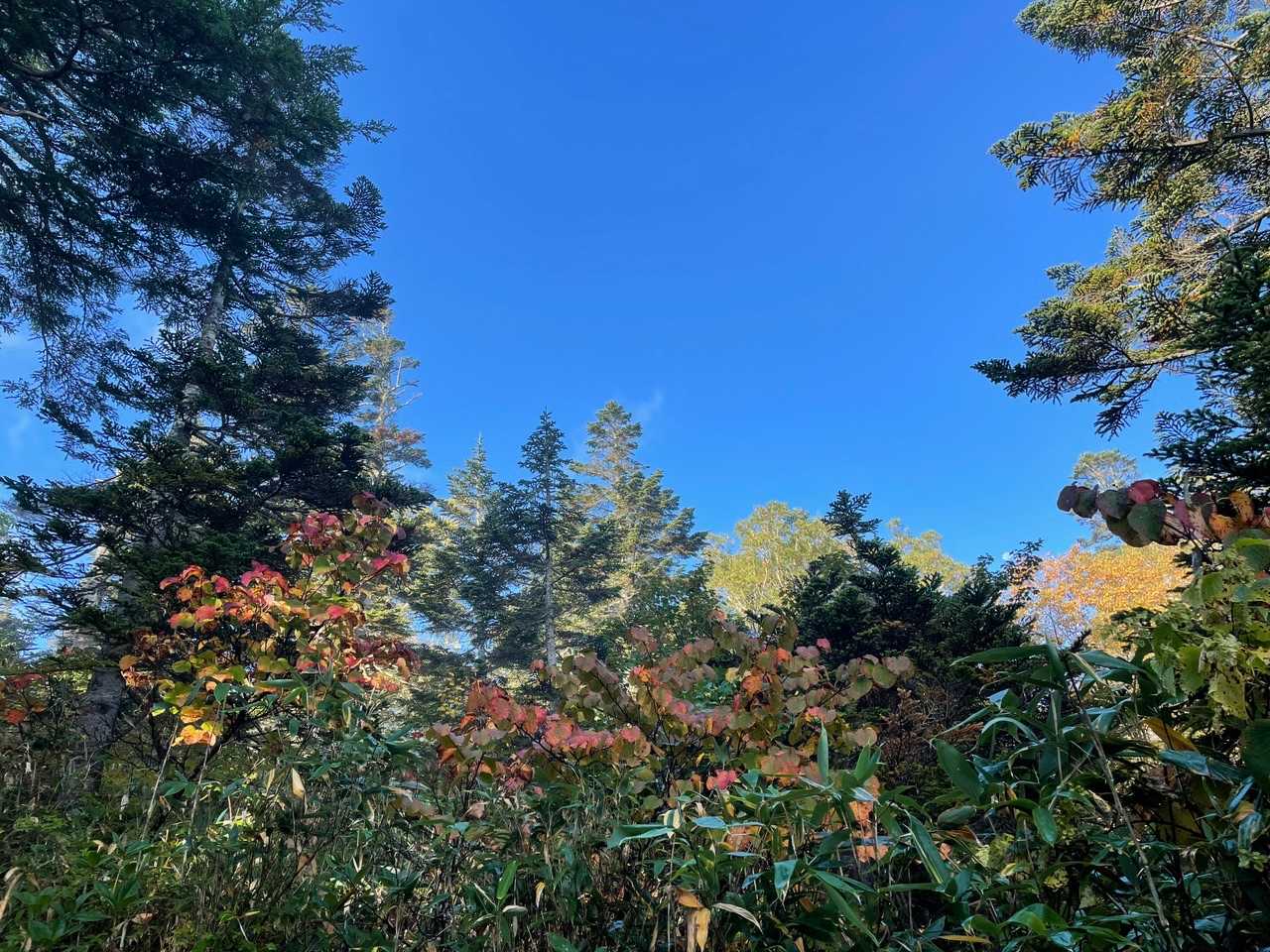 紅葉と青空がきれい