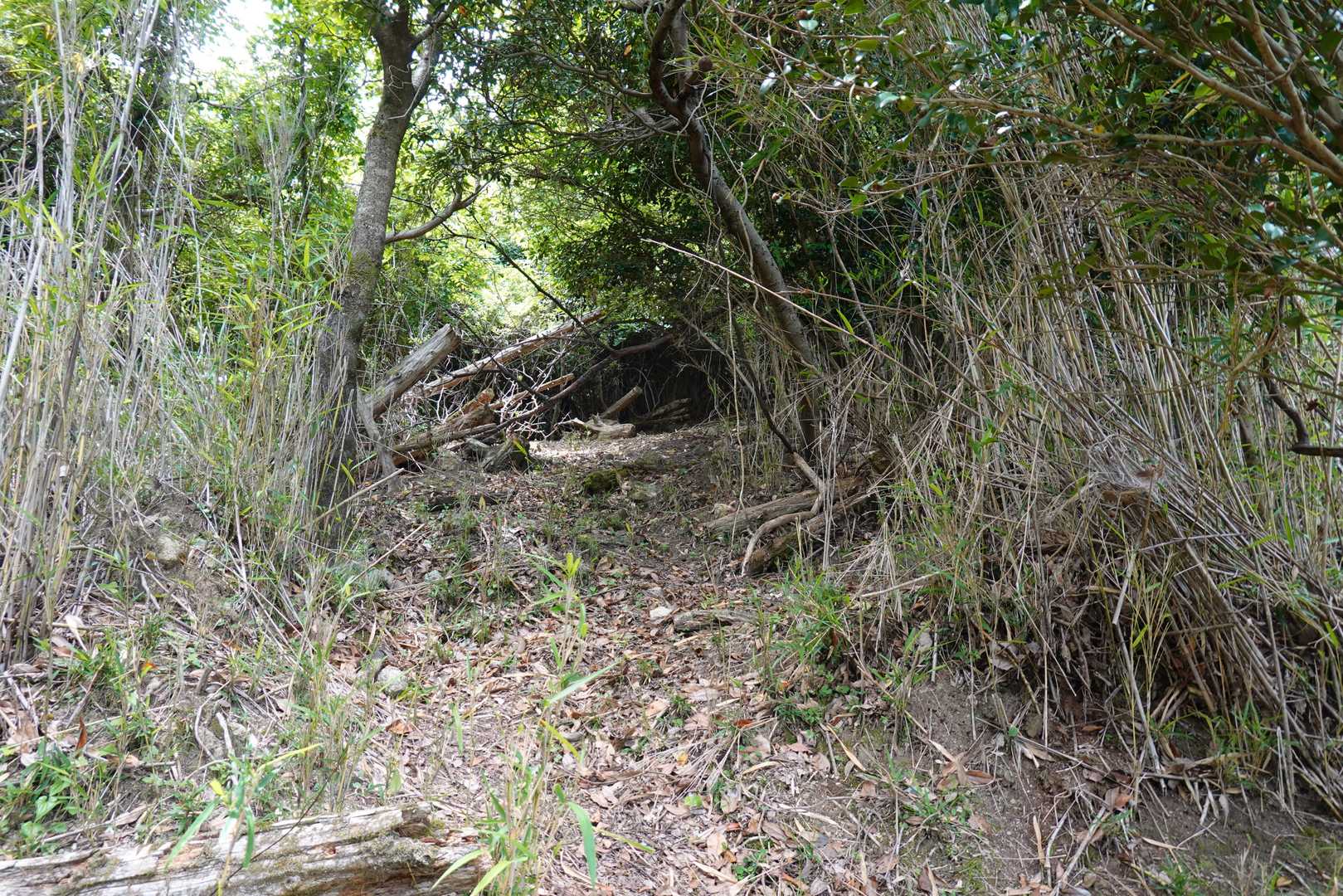 宝山 往復コースの写真