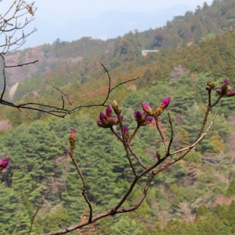 ゲンカイツツジの蕾越に奉幣殿、白岳戸高さが変わらない。