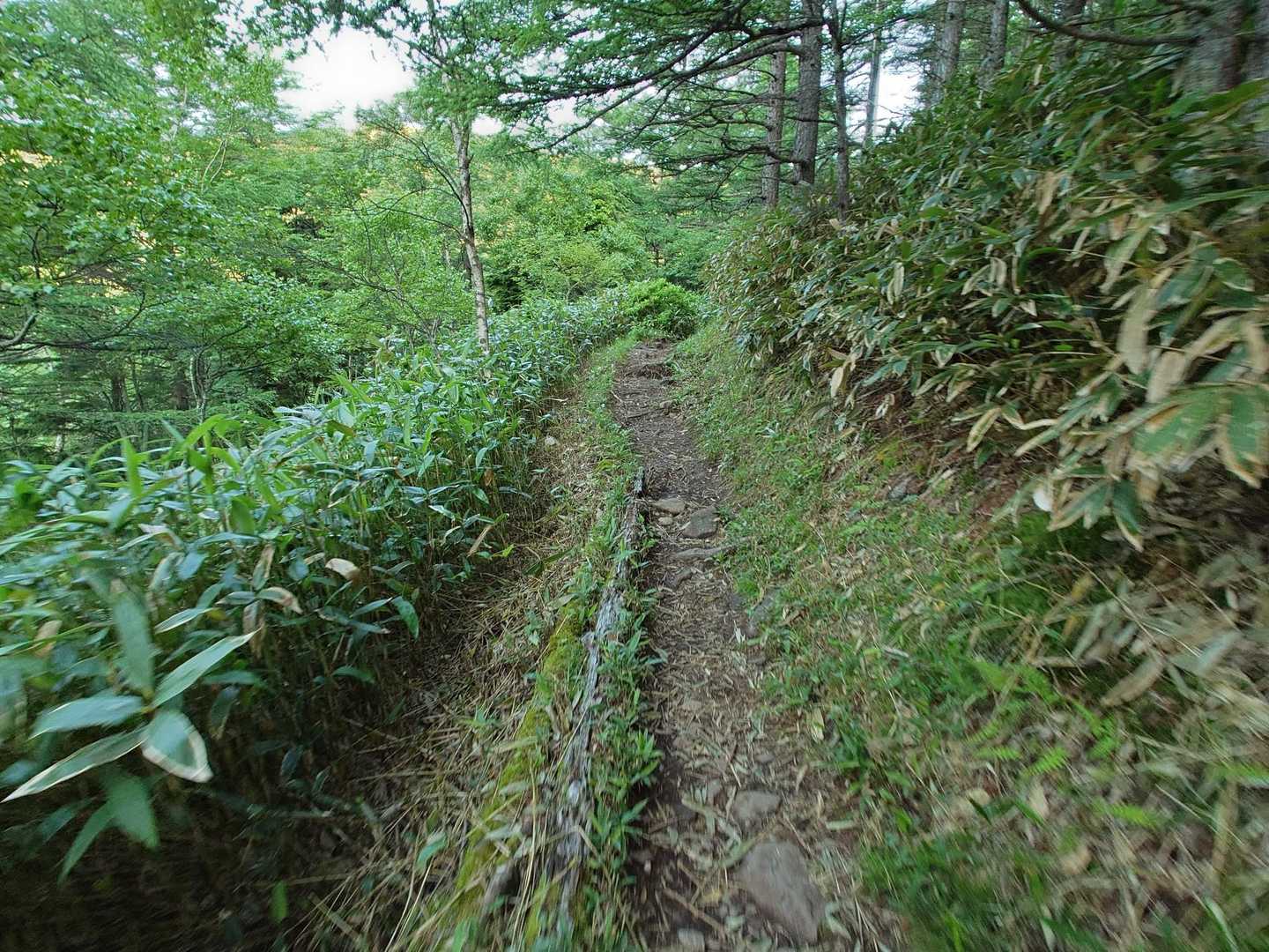 キャンプ場から烏帽子岳まではなだらかで歩きやすい道。