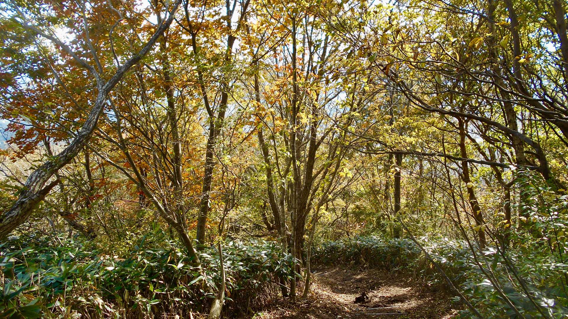 牧歌的な雰囲気の蒜山ですけど、今回もなかなか厳しい登山でした。