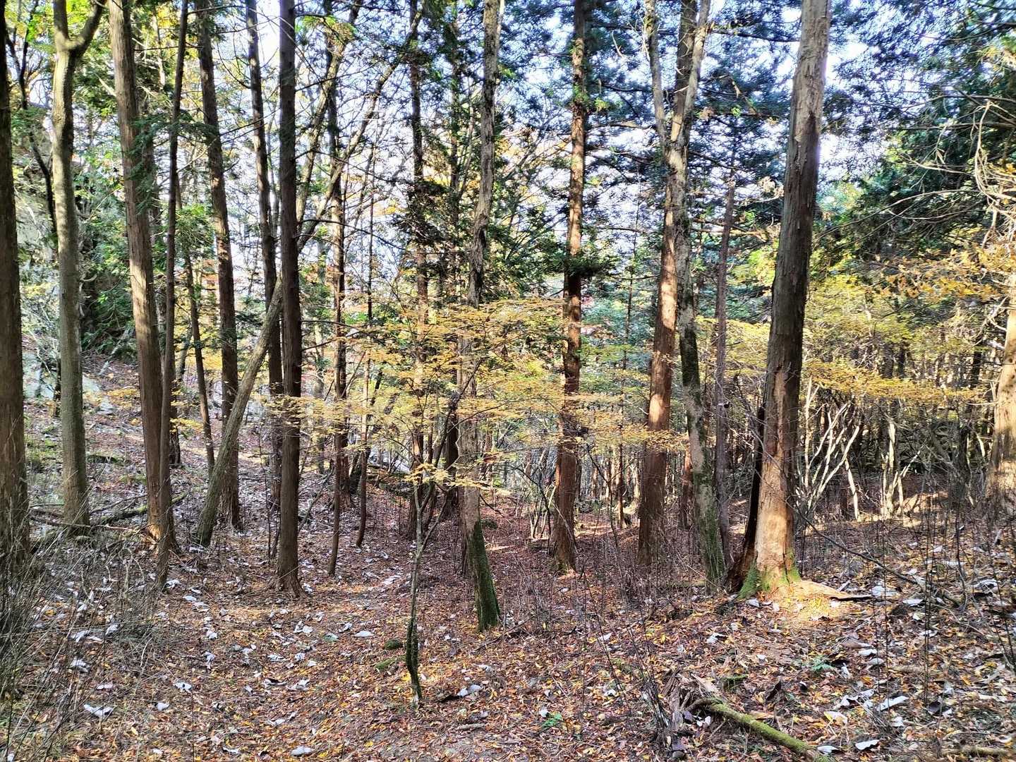 出ました！熊🐻画像はないです。
20〜30m先でしょうか、こちらが気付いた時には、もう逃げるところでした。
逃げてくれたので、こちらが慌てなくてすみました。
念のため他の熊がいないか周回を確認、木の上とか注意です。
大丈夫そうなので先に進みます。

