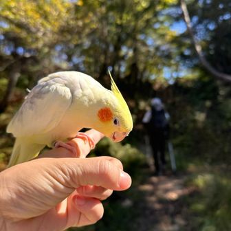久しぶり登山のホシちゃん🐤