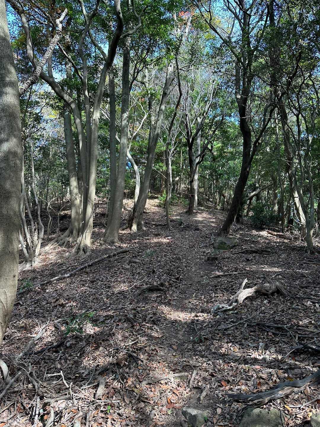 不動山-千燈岳 往復コースの写真