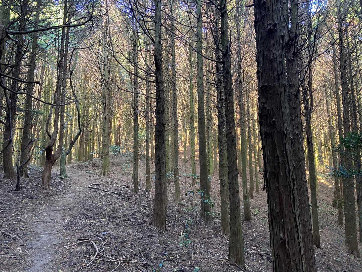 🌲🌲