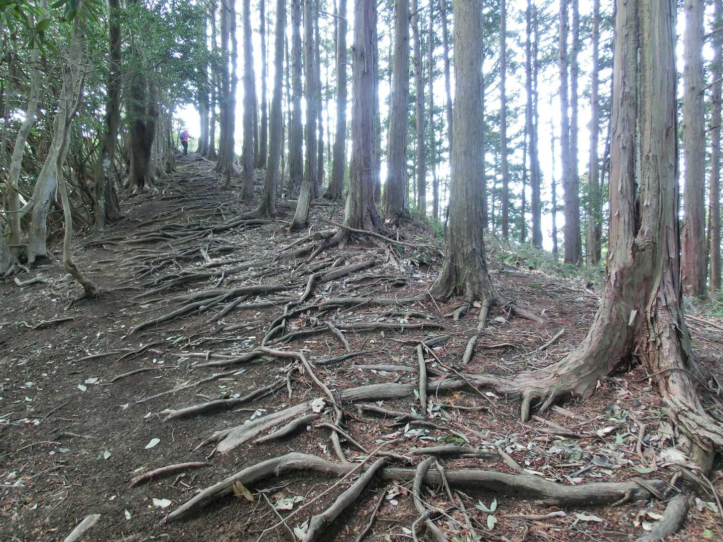 自然林と植林の間に付けられた尾根を北東に向けて進むと、ここは通せ根ぇ～と言わんばかりに無数の根が張り出している 🌲