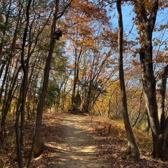 とっても歩きやすい道