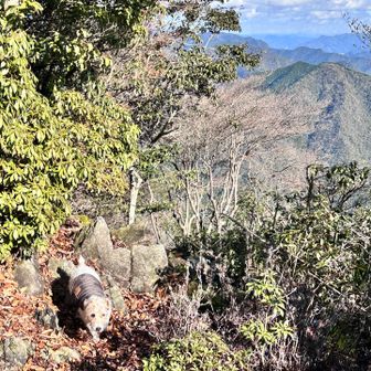 ワンちゃんは行ったり来たり匂いをたどる