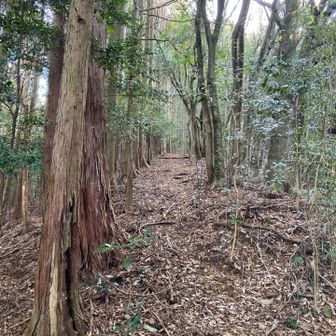 道あるじゃん　YAMAPのコースからは外れている