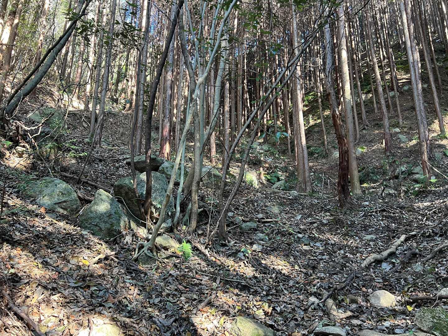 大きな岩👀
左手上に道らしきものが見えますが、多々良山へのルートは↗️右手です🚶💨