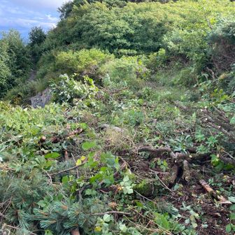 崩落地の迂回路(向こうが山頂)、右側を1m弱広げたのでこちら側を歩いてください。左側は切れ落ちているので落ちます❗️