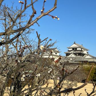 梅が咲き始めていました