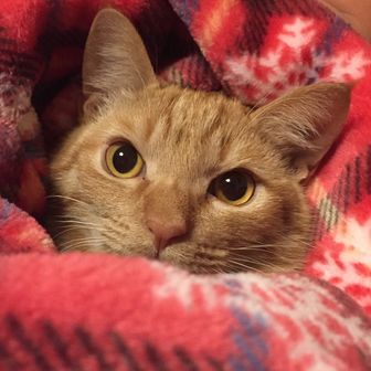 ひで
