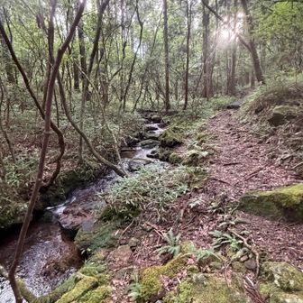 沢沿いを気持ちよく