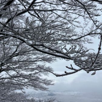 金華山では、年に数回しか見られない樹氷