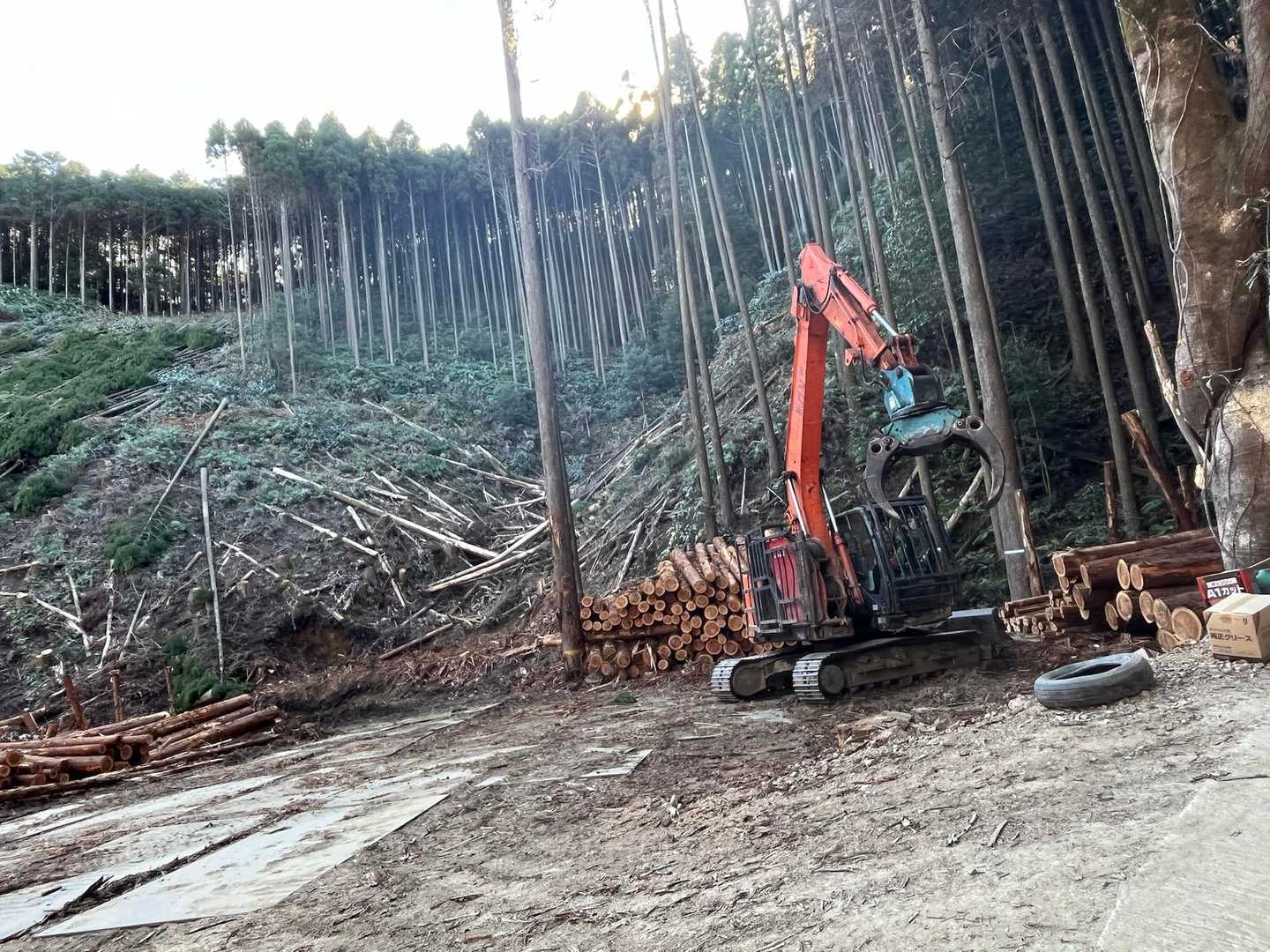 😲うわ〜何本の🌳があるんだろう…？