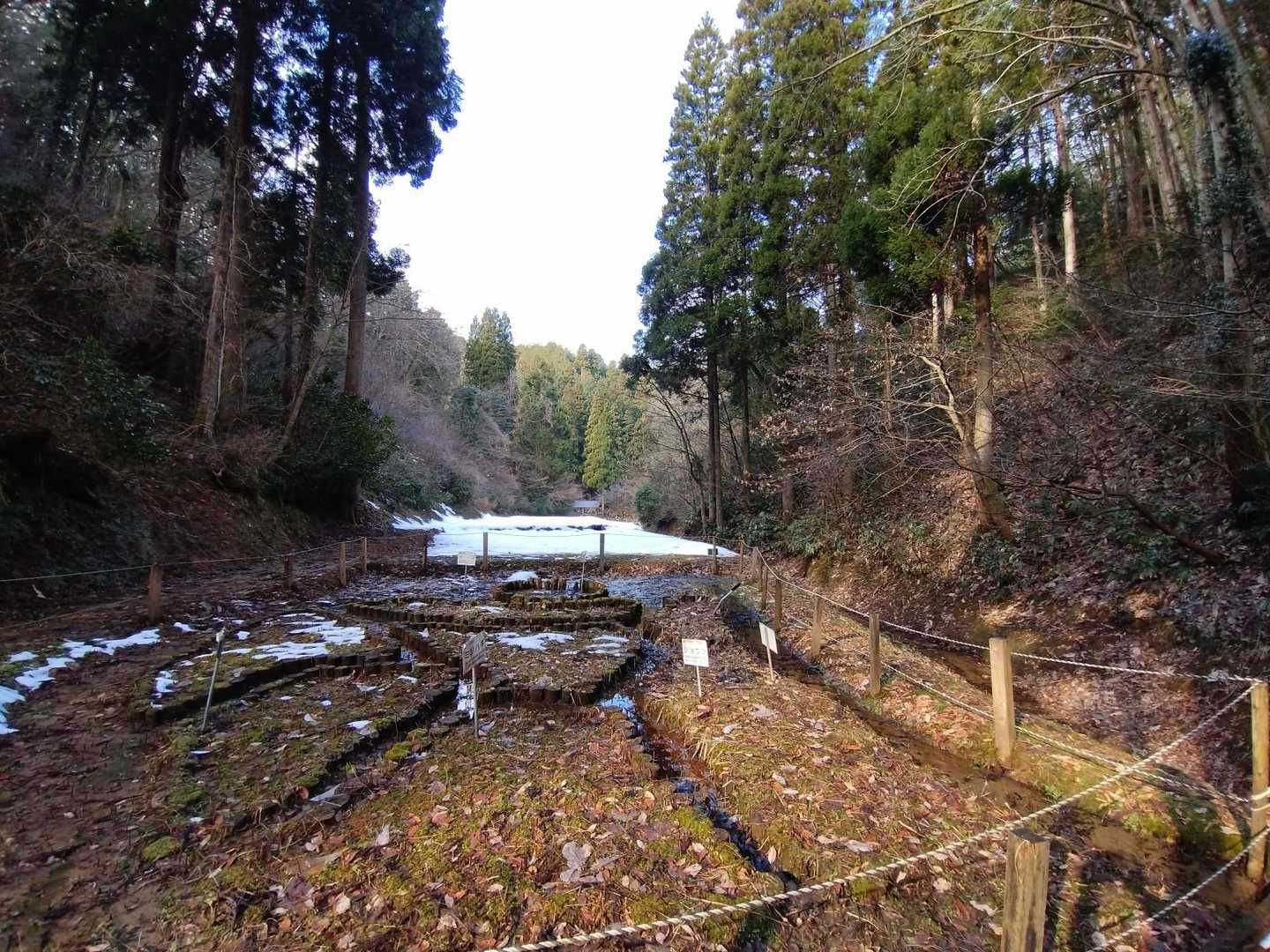 水生植物園
穴谷園
菖蒲など…咲いたら美しいでしょうね(⁠*⁠˘⁠︶⁠˘⁠*⁠)⁠.⁠｡⁠*⁠✨

この先→管理道路に出ようと思っていたのですが、
雪⛄の重みで、木の枝が倒れたりしていて💦
🔰葉っぱさん、怖くなり
来た道を引き返す事にしました(⁠‘⁠◉⁠⌓⁠◉⁠’⁠)

帰り道…登りになり💦🥾
ｷｬﾊﾊ…大変です。

