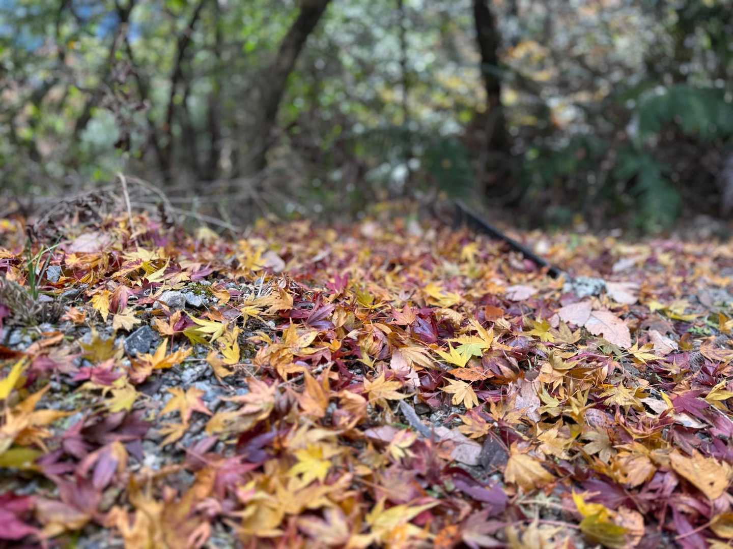 鬼沢八幡社-おおだ山 往復コースの写真