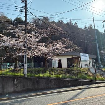 日向和田駅。桜が咲いてた🌸