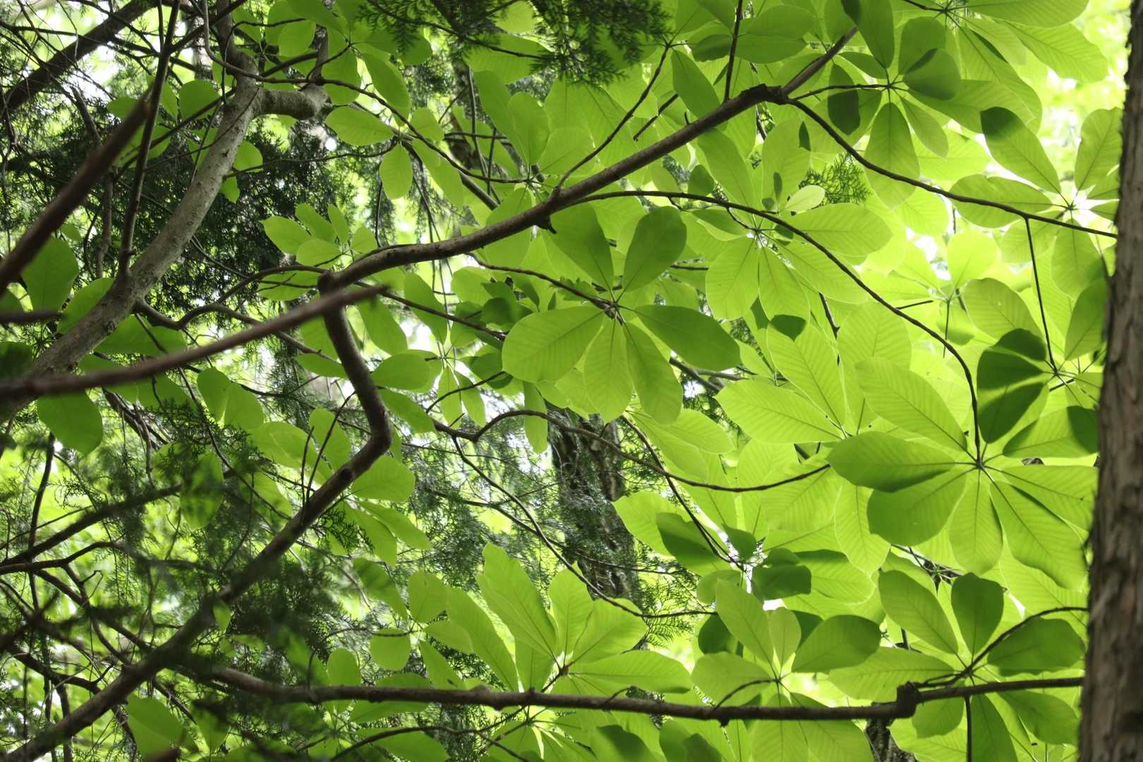 緑が輝く💚✨