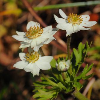 焼石岳のシンボルといえばこのお花ですね✨️。