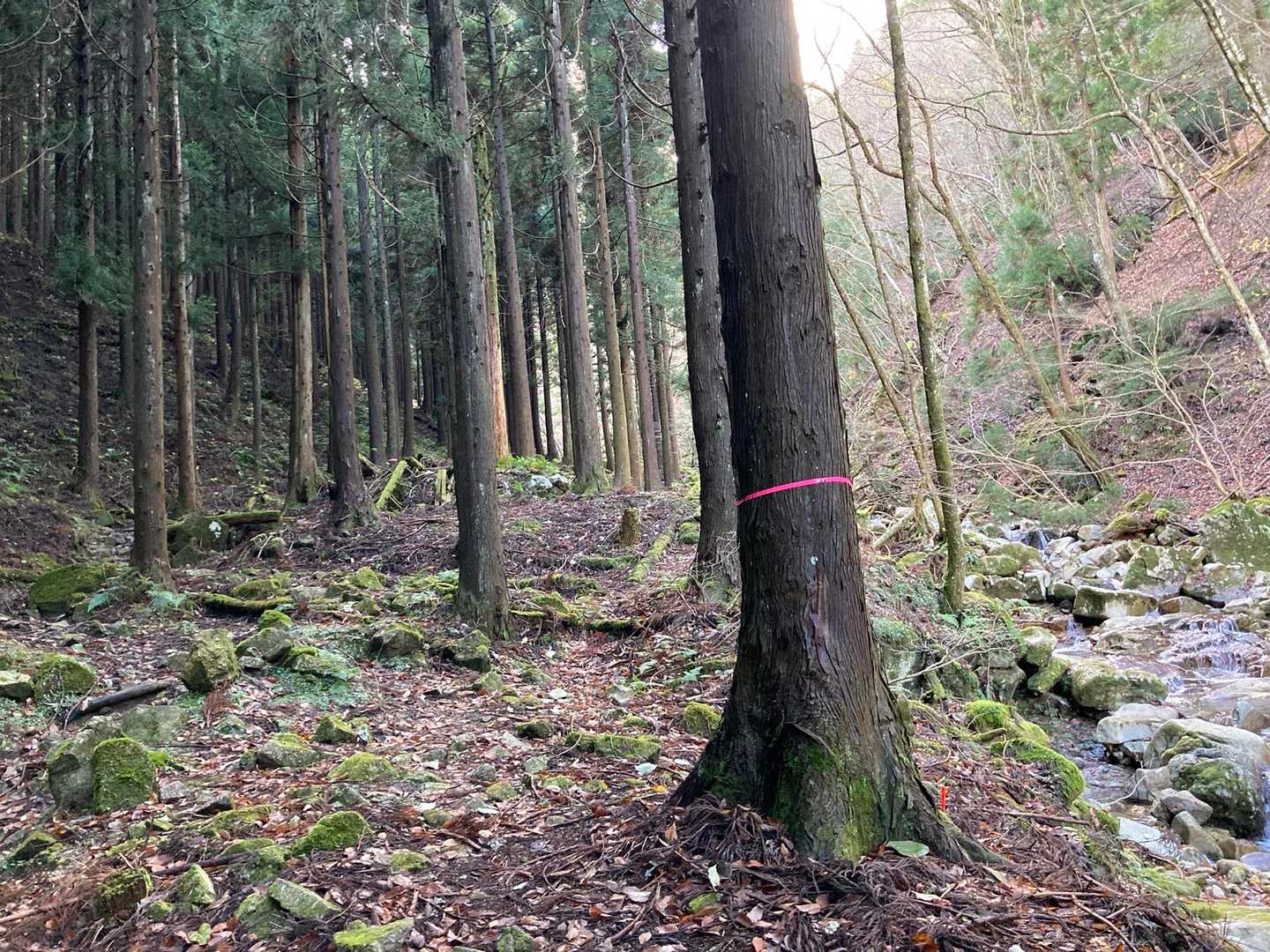 登りの時に間違えたところ💦川沿いの木にもピンクテープついてるけど、左←の山側に進む…
写真左ギリギリ辺りが登山道🚶‍♀️
登りの時は分かりにくかったけど下りの時は分かりやすかった🙆‍♀️
川沿いに進むと歩きにくいとこをガシガシ行く感じに😭